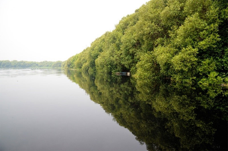 Chevron supports efforts to preserve mangrove ecosystems in Indonesia.