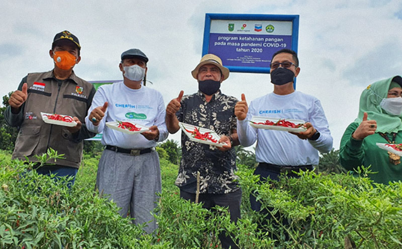 The Palas Mandiri farmers group of the West Rumbai subdistrict completed its first harvest under Chevron for Riau’s Health and Prosperity on February 20.