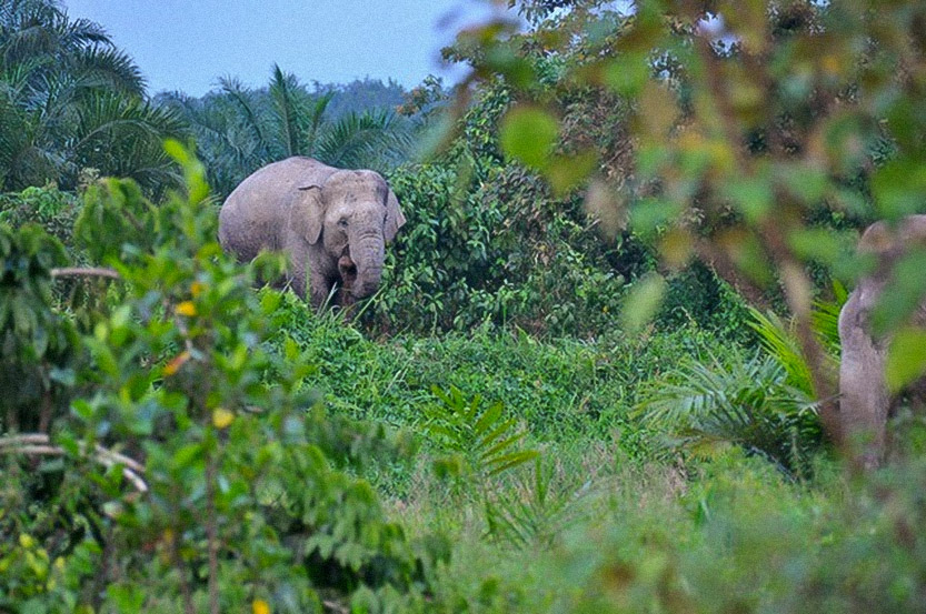 Gajah Sumatra. Dokumentasi: Sunarto