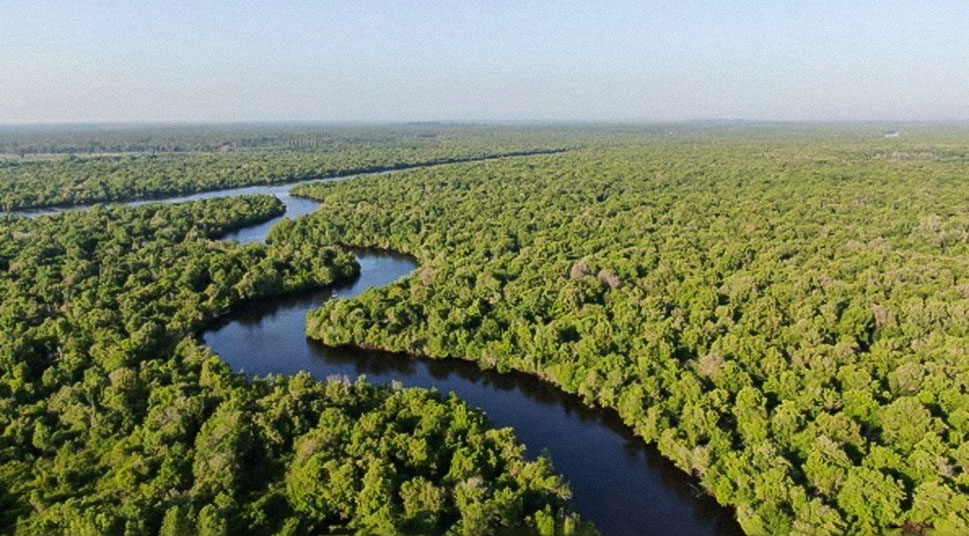 Menyelamatkan ekosistem mangrove 